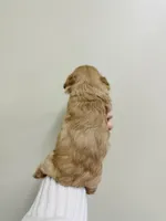 Bronze, a female Cockapoo for sale in Troy, MO – Photo 3 of 3