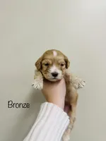 Bronze, a female Cockapoo for sale in Troy, MO – Photo 2 of 3