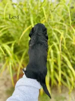 AKC Levi, a male Miniature Dachshund for sale in Troy, MO – 2 of 2
