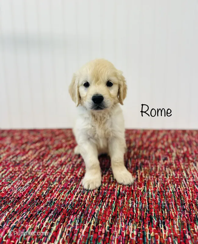 AKC Rome  – Golden Retriever puppy for sale in Troy, MO