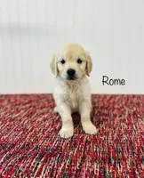 AKC Rome , a male Golden Retriever for sale in Troy, MO – 1 of 4
