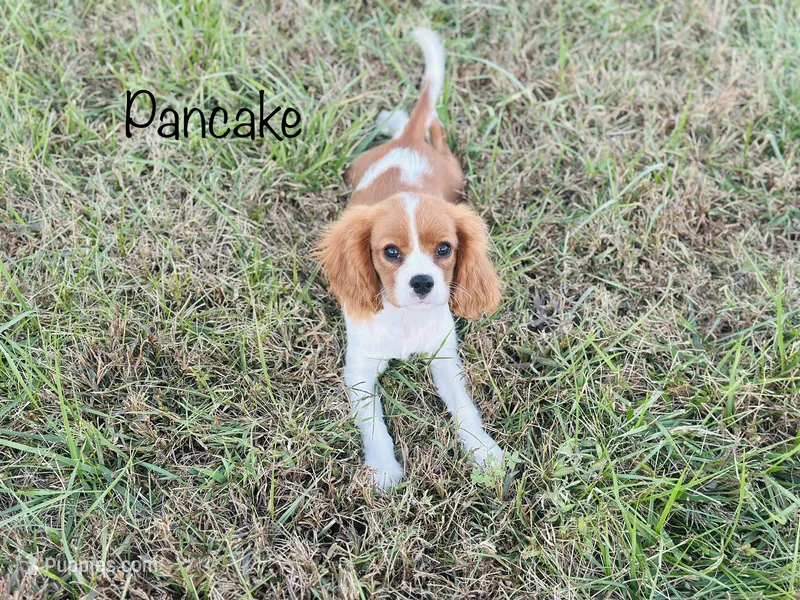 AKC Pancake  – Cavalier King Charles Spaniel puppy for sale in Troy, MO