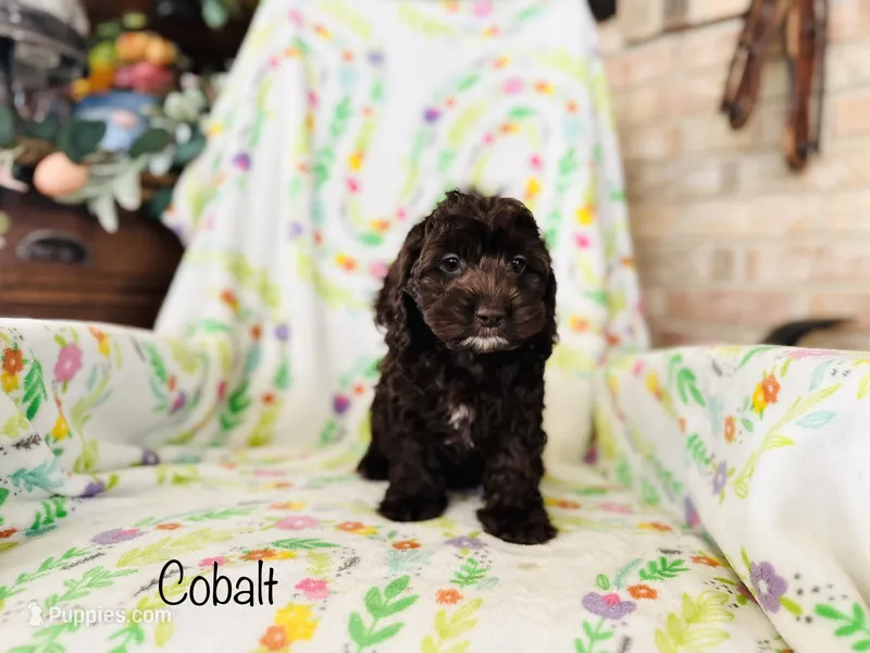 Cobalt – Cockapoo puppy for sale in Troy, MO