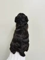 Cobalt, a female Cockapoo for sale in Troy, MO – Photo 3 of 3