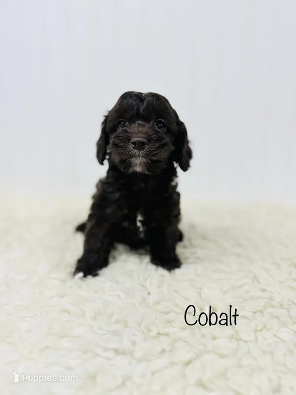 Cobalt, a female Cockapoo for sale in Troy, MO – Photo 1 of 3