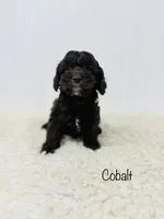 Cobalt, a female Cockapoo for sale in Troy, MO – Photo 1 of 3