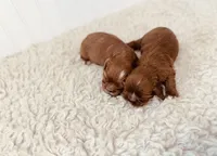 AKC George , a male Cavalier King Charles Spaniel for sale in Troy, MO – 4 of 4