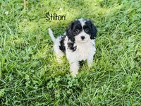 Stilton , a male Cavapoo for sale in Troy, MO – 2 of 5