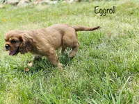 Eggroll, a male Cavalier King Charles Spaniel for sale in Troy, MO – 2 of 5