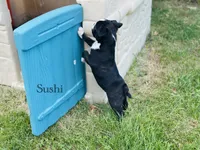 AKC Sushi, a male Boston Terrier for sale in Troy, MO – 2 of 6