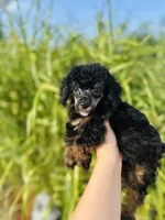 Luna, a female Poodle - Toy  for sale in Troy, MO – 4 of 5