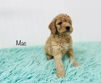 F1B Mac, a male Irish Doodle for sale in Troy, MO – 4 of 4