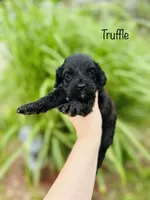 Truffle , a male Cavapoo for sale in Troy, MO – 2 of 2