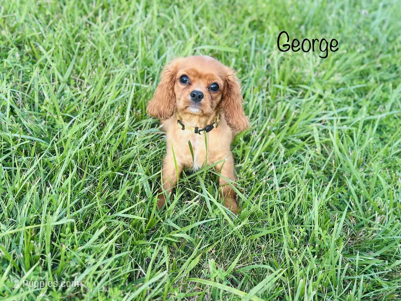 AKC George  – Cavalier King Charles Spaniel puppy for sale in Troy, MO