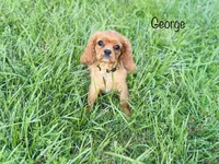 AKC George , a male Cavalier King Charles Spaniel for sale in Troy, MO – 1 of 8