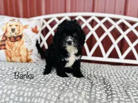 Banks, a male Cavapoo for sale in Troy, MO – 5 of 7
