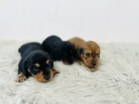 AKC Ham, a male Miniature Dachshund for sale in Troy, MO – 2 of 2