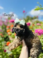 Georgia , a female Cockapoo for sale in Troy, MO – 1 of 1