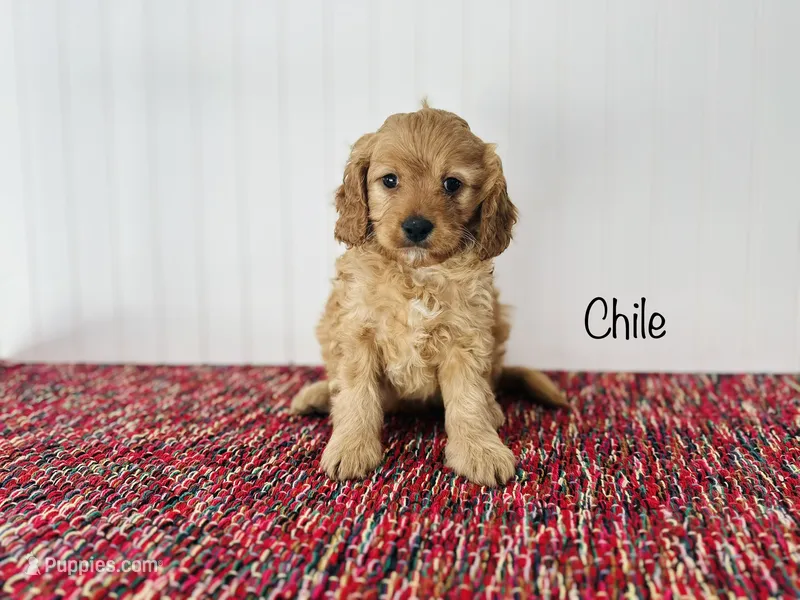 Chile – Cavapoo puppy for sale in Troy, MO