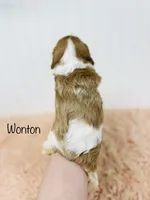 Wonton , a male Cavalier King Charles Spaniel for sale in Troy, MO – 6 of 6
