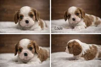 processed/821a27b2-fa1a-4b98-ba55-cc2f15dfd514/listing/45c21f64-5db6-4151-b5ef-174320c129c8/78060e98-5715-4850-824d-aee3c31d1999