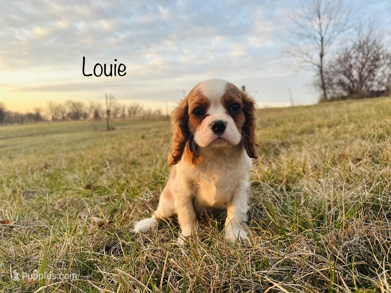AKC Louie