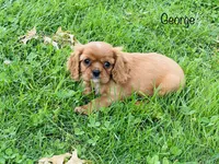 AKC George , a male Cavalier King Charles Spaniel for sale in Troy, MO – 4 of 8