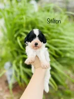 Stilton , a male Cavapoo for sale in Troy, MO – 2 of 2