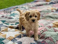F1B Stone , a male Cockapoo for sale in Troy, MO – 1 of 3