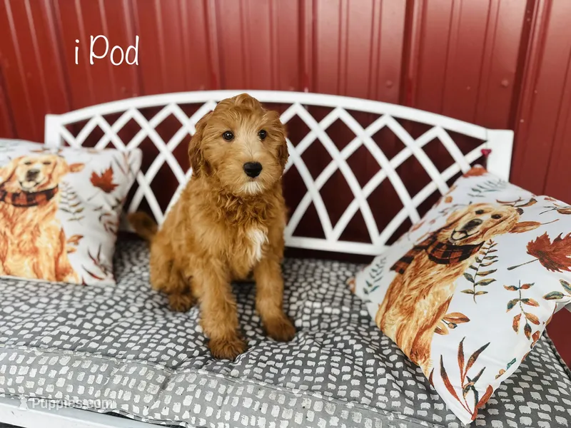 F1B iPod  – Irish Doodle puppy for sale in Troy, MO
