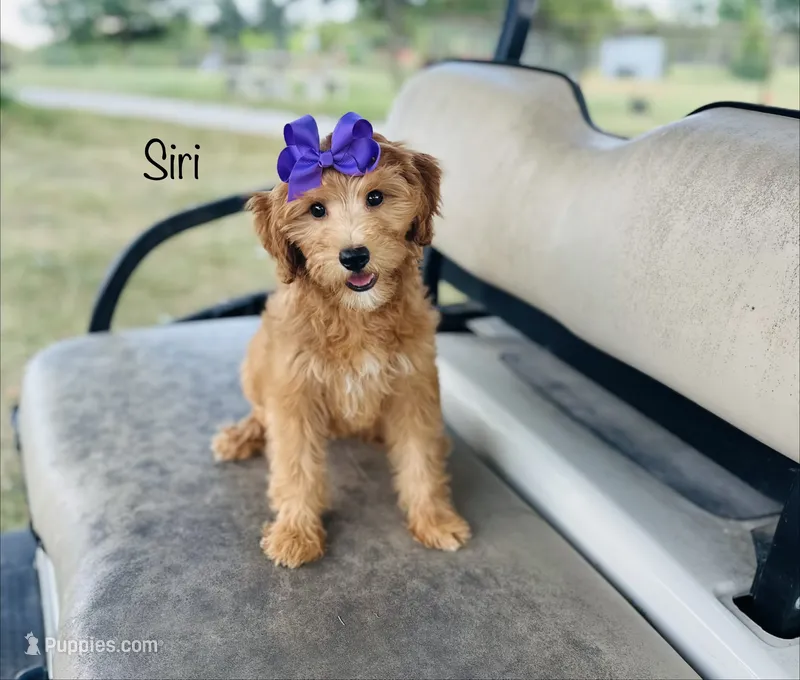F1B Siri – Irish Doodle puppy for sale in Troy, MO