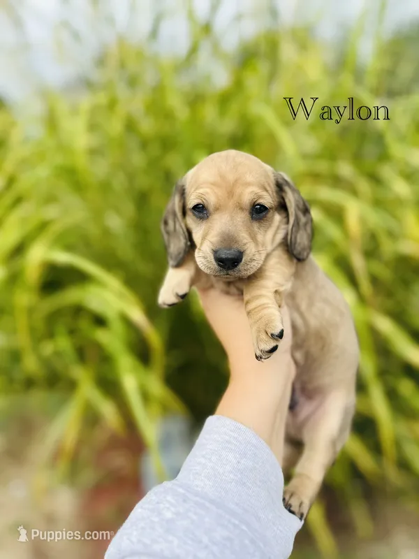 AKC Waylon – Miniature Dachshund puppy for sale in Troy, MO