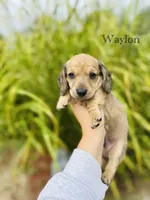 AKC Waylon, a male Miniature Dachshund for sale in Troy, MO – 1 of 2