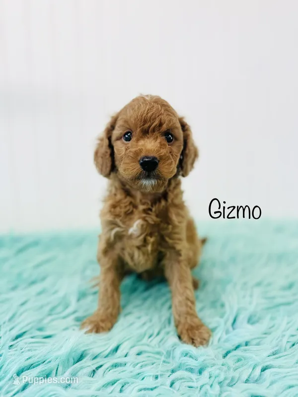 F1B Gizmo – Irish Doodle puppy for sale in Troy, MO