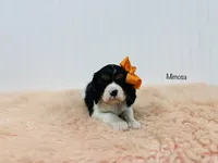Mimosa, a female Cavalier King Charles Spaniel for sale in Troy, MO – Photo 1 of 2