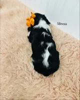 Mimosa, a female Cavalier King Charles Spaniel for sale in Troy, MO – Photo 2 of 2