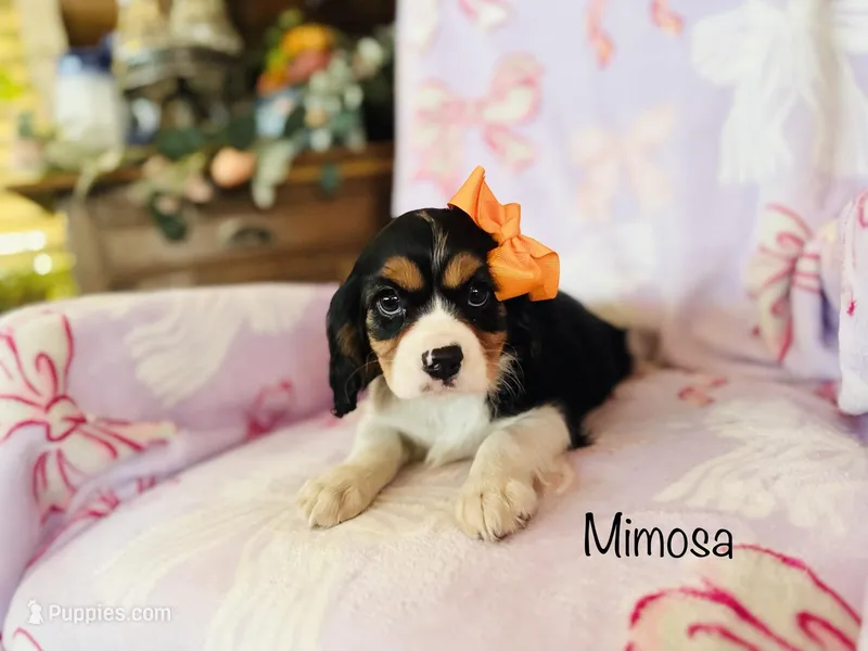 Mimosa