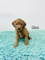 F1B Glitch, a male Irish Doodle for sale in Troy, MO – 2 of 3