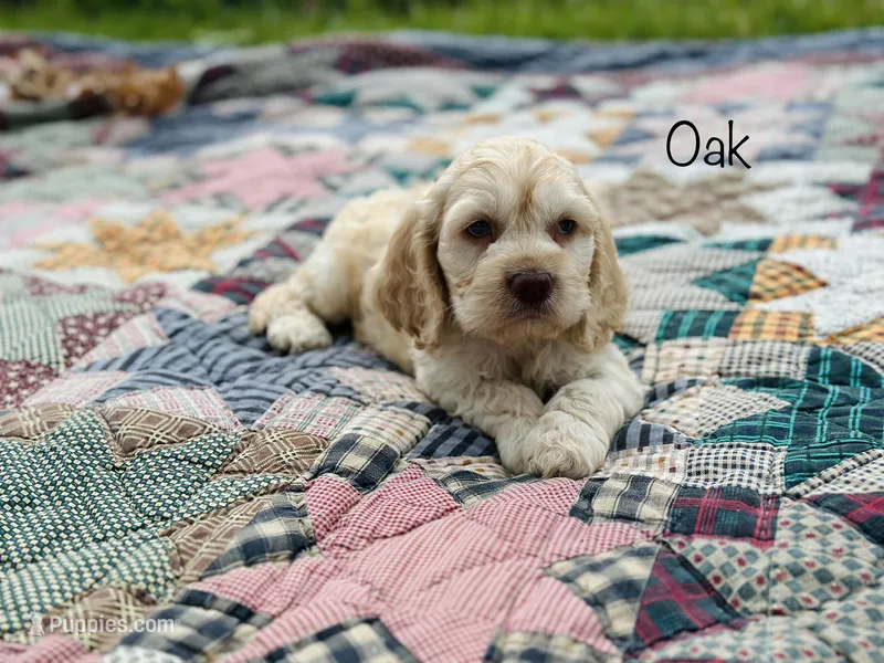 F1B Oak – Cockapoo puppy for sale in Troy, MO
