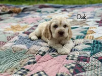 F1B Oak, a male Cockapoo for sale in Troy, MO – 1 of 3
