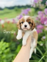 AKC Pancake , a male Cavalier King Charles Spaniel for sale in Troy, MO – 3 of 3