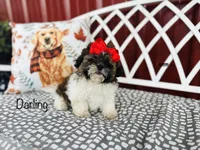 AKC Darling, a female Shih Tzu for sale in Troy, MO – 2 of 4