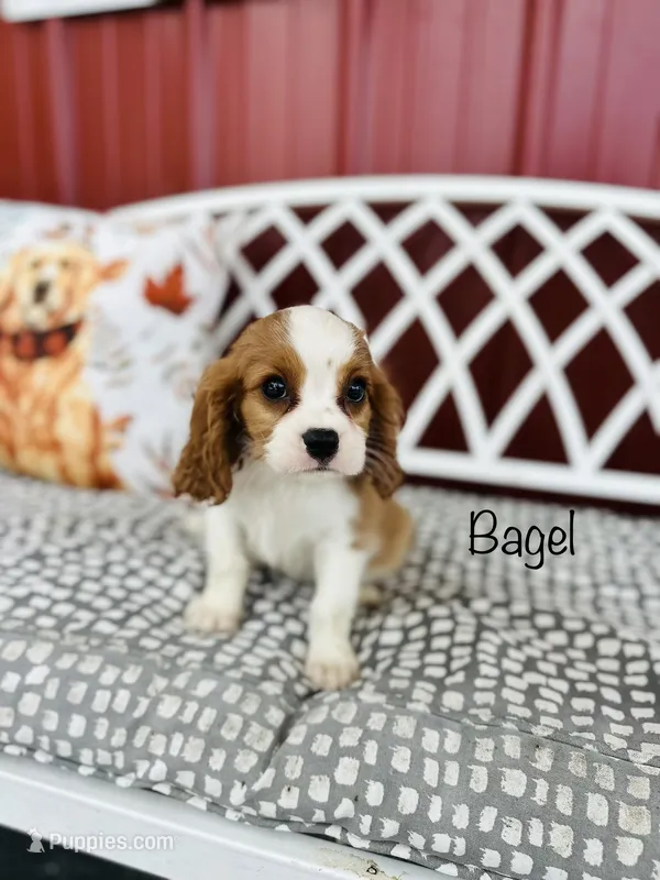 AKC Bagel – Cavalier King Charles Spaniel puppy for sale in Troy, MO