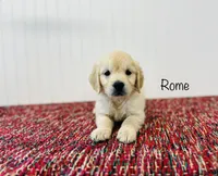 AKC Rome , a male Golden Retriever for sale in Troy, MO – 2 of 4
