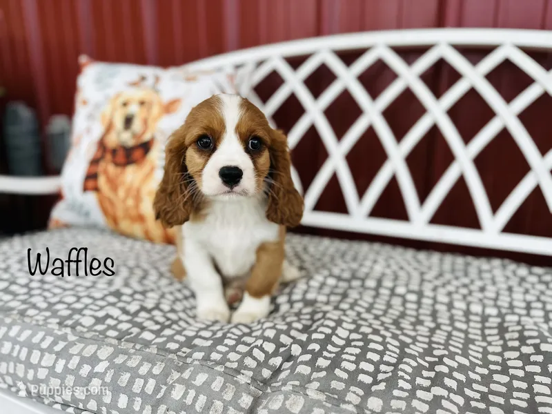 AKC Waffles  – Cavalier King Charles Spaniel puppy for sale in Troy, MO
