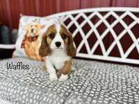 AKC Waffles , a male Cavalier King Charles Spaniel for sale in Troy, MO – 1 of 3
