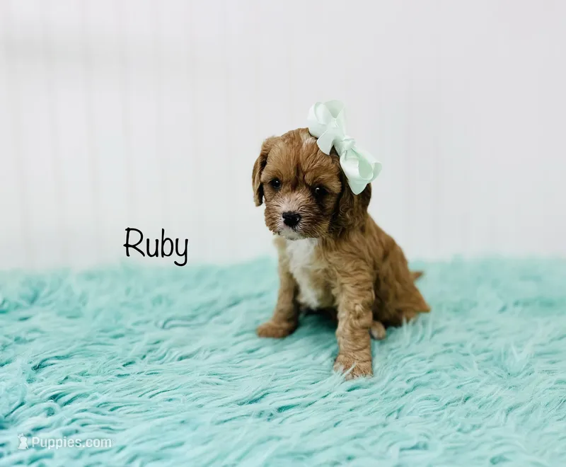 Ruby  – Cavapoo puppy for sale in Troy, MO