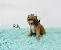 Ruby , a female Cavapoo for sale in Troy, MO – 1 of 4