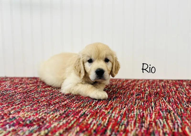 AKC Rio – Golden Retriever puppy for sale in Troy, MO