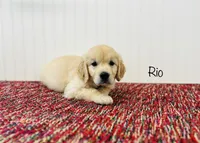 AKC Rio, a male Golden Retriever for sale in Troy, MO – 1 of 4